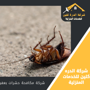 شركة مكافحة حشرات بعفيف